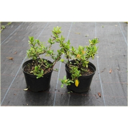 krzewy Ognik szkarłatny Red Column K20