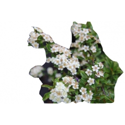 krzewy Ognik Teton K146