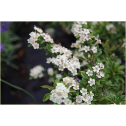 krzewy Ognik Teton K146