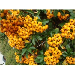 krzewy Ognik Teton K146