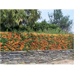 krzewy Ognik Teton K146