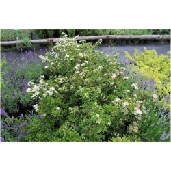 krzewy Ognik Teton K146