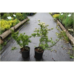 krzewy Ognik Teton K146