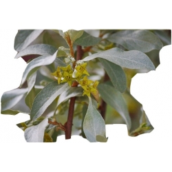 krzewy Oliwnik srebrzysty K190