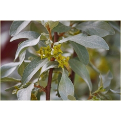 krzewy Oliwnik srebrzysty K190