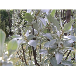 krzewy Oliwnik srebrzysty K190