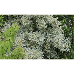 krzewy Oliwnik srebrzysty K190