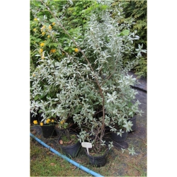 krzewy Oliwnik srebrzysty K190