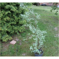 krzewy Oliwnik srebrzysty K190