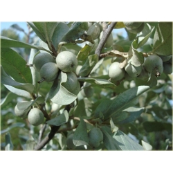 krzewy Oliwnik srebrzysty K190