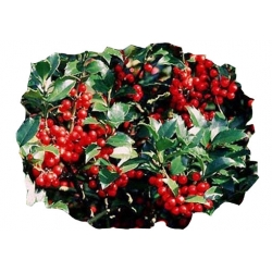 krzewy Ostrokrzew Blue Angel Ilex K139