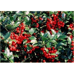 krzewy Ostrokrzew Blue Angel Ilex K139