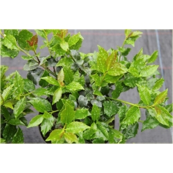 krzewy Ostrokrzew Blue Angel Ilex K139