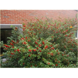 krzewy Ostrokrzew Blue Angel Ilex K139