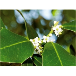 krzewy Ostrokrzew Blue Angel Ilex K139