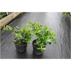 krzewy Ostrokrzew Blue Angel Ilex K139