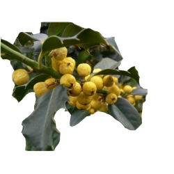 krzewy Ostrokrzew Golden Girl K153