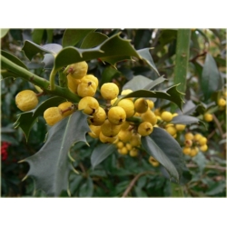 krzewy Ostrokrzew Golden Girl K153