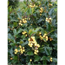krzewy Ostrokrzew Golden Girl K153