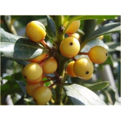 krzewy Ostrokrzew Golden Girl K153