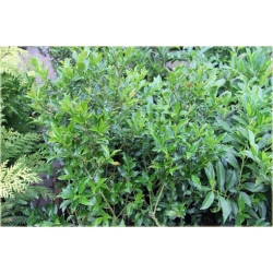 krzewy Ostrokrzew Golden Girl K153