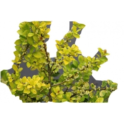 krzewy Ostrokrzew karbowanolist Golden K147