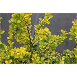 krzewy Ostrokrzew karbowanolist Golden K147