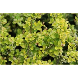 krzewy Ostrokrzew karbowanolist Golden K147