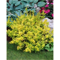 krzewy Ostrokrzew karbowanolist Golden K147