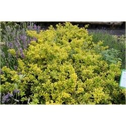 krzewy Ostrokrzew karbowanolist Golden K147