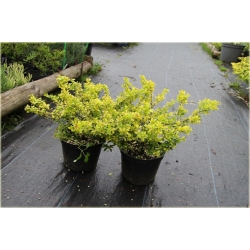 krzewy Ostrokrzew karbowanolist Golden K147