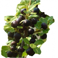 krzewy Ostrokrzew karbowany K145