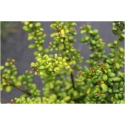 krzewy Ostrokrzew karbowany K145