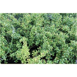 krzewy Ostrokrzew karbowany K145