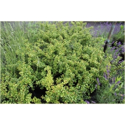 krzewy Ostrokrzew karbowany K145