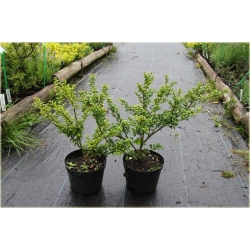 krzewy Ostrokrzew karbowany K145