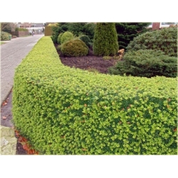 krzewy Ostrokrzew karbowany K145