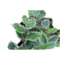 krzewy Ostrokrzew kolczasty Ilex ArgenteomarginataK154