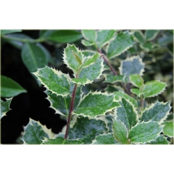 krzewy Ostrokrzew kolczasty Ilex ArgenteomarginataK154