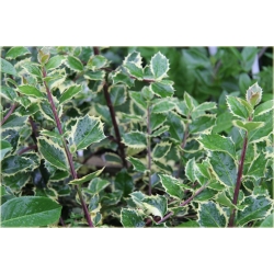 krzewy Ostrokrzew kolczasty Ilex ArgenteomarginataK154