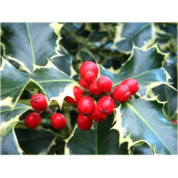 krzewy Ostrokrzew kolczasty Ilex ArgenteomarginataK154