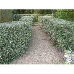 krzewy Ostrokrzew kolczasty Ilex ArgenteomarginataK154