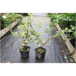 krzewy Ostrokrzew kolczasty Ilex ArgenteomarginataK154