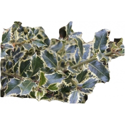 krzewy Ostrokrzew kolczasty Golden van K174