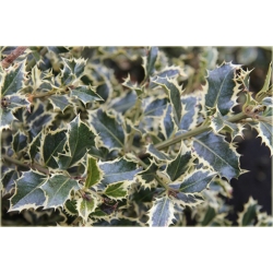 krzewy Ostrokrzew kolczasty Golden van K174