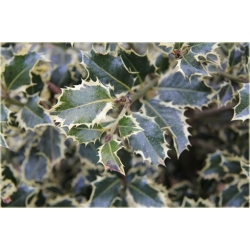 krzewy Ostrokrzew kolczasty Golden van K174