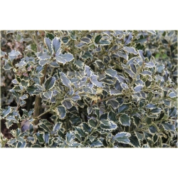 krzewy Ostrokrzew kolczasty Golden van K174