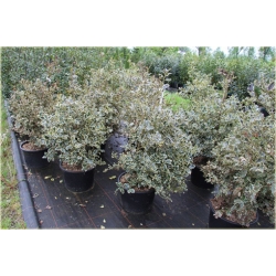 krzewy Ostrokrzew kolczasty Golden van K174