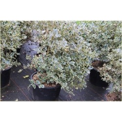 krzewy Ostrokrzew kolczasty Golden van K174