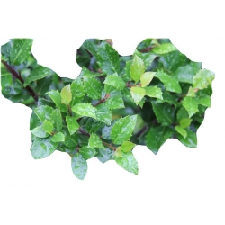 krzewy Ostrokrzew Meservy Blue Angel K159